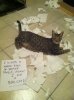 ImageUploadedByTapatalk1353129146.270476.jpg