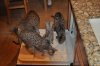 DSC_0512.JPG