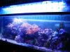 marine aqua 1.jpg