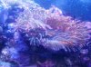 marine aqua3.jpg