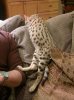 Lucky napping 5 mo.jpg