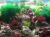 aqua with alga.jpg