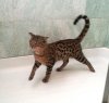 Cappyshower5mo.jpg