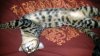 Cappy belly 5 mo 2.jpg