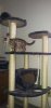 cat tree savannah115.jpg