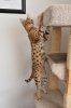 Aug21-08-cattree.jpg