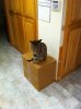 Cats12-1-2012 02.jpg