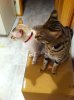 Cats12-1-2012 03.jpg