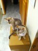 Cats12-1-2012 05.jpg