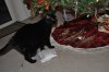 kitty pics 121112 663.JPG kitty pics 121112 663.JPG