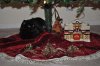kitty pics 121112 669.JPG kitty pics 121112 669.JPG