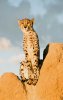 cheetahlia3_web.jpg