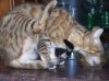 paw in air.jpg