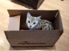 I haz box.jpg