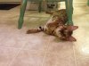 Shelby laying under chair.jpg