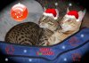 cinny-ixas-xmas.jpg