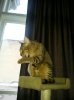 uploadfromtaptalk1357419181990.jpg
