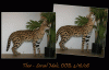 Serval King-Thor.gif