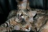 Rafiki and Zazu 2013 0106.JPG