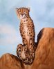 cheetahpaige.jpg