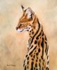 serval.jpg