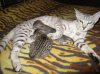 Iris с котиками.jpg