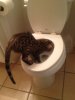 ImageUploadedByTapatalk1358467963.799346.jpg