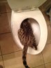 ImageUploadedByTapatalk1358467992.436412.jpg