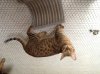ImageUploadedByTapatalk HD1358966911.205390.jpg