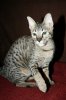 Dark girl 2011 0123 010.JPG