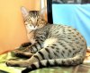 ambi catsburg.jpg