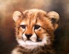 paigecheetahcub.jpg