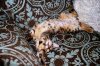 IMG_1992V2BY8.jpg