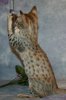 Sarafina 2013 0203 13.JPG