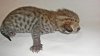 Cheetah2.JPG