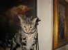 xumi ocelli 1 7-17-12.jpg