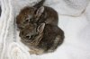 Audubon+Brush+Bunnies.JPG