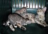 Diamond 3-d litter.jpg