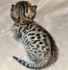 Tilt-Koi F7C dark boy at two weeks (18).jpg