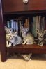 all kitties.jpg