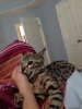 loki attack.jpg