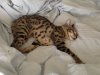 loki sleeping.jpg