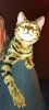 Mystique copyright 32 mini.jpg