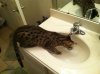 ImageUploadedByTapatalk1364525721.738980.jpg