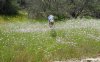 LeapingOverTheBlooms.jpg