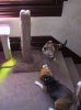 bobo does karate.JPG