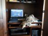 jubasvcat.jpg