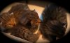 wild tafari golden F3 savannah kittens for sale .jpg