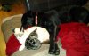 giz, jazz and daisy.jpg