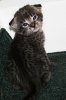 Ariel dark girl 2013 0406 03.JPG